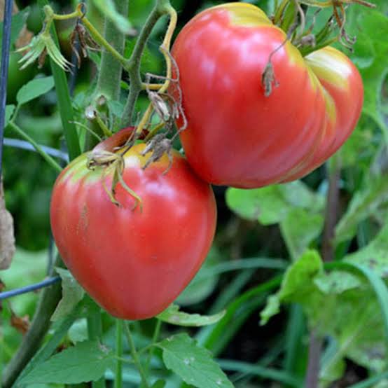 Tomato Oxheart Pink