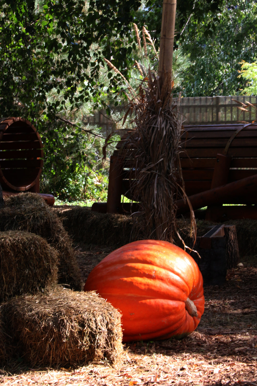 Pumpkin Big Max