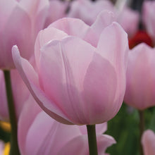 Load image into Gallery viewer, Urban Veggie Patch Tulip Rosalie 3pk
